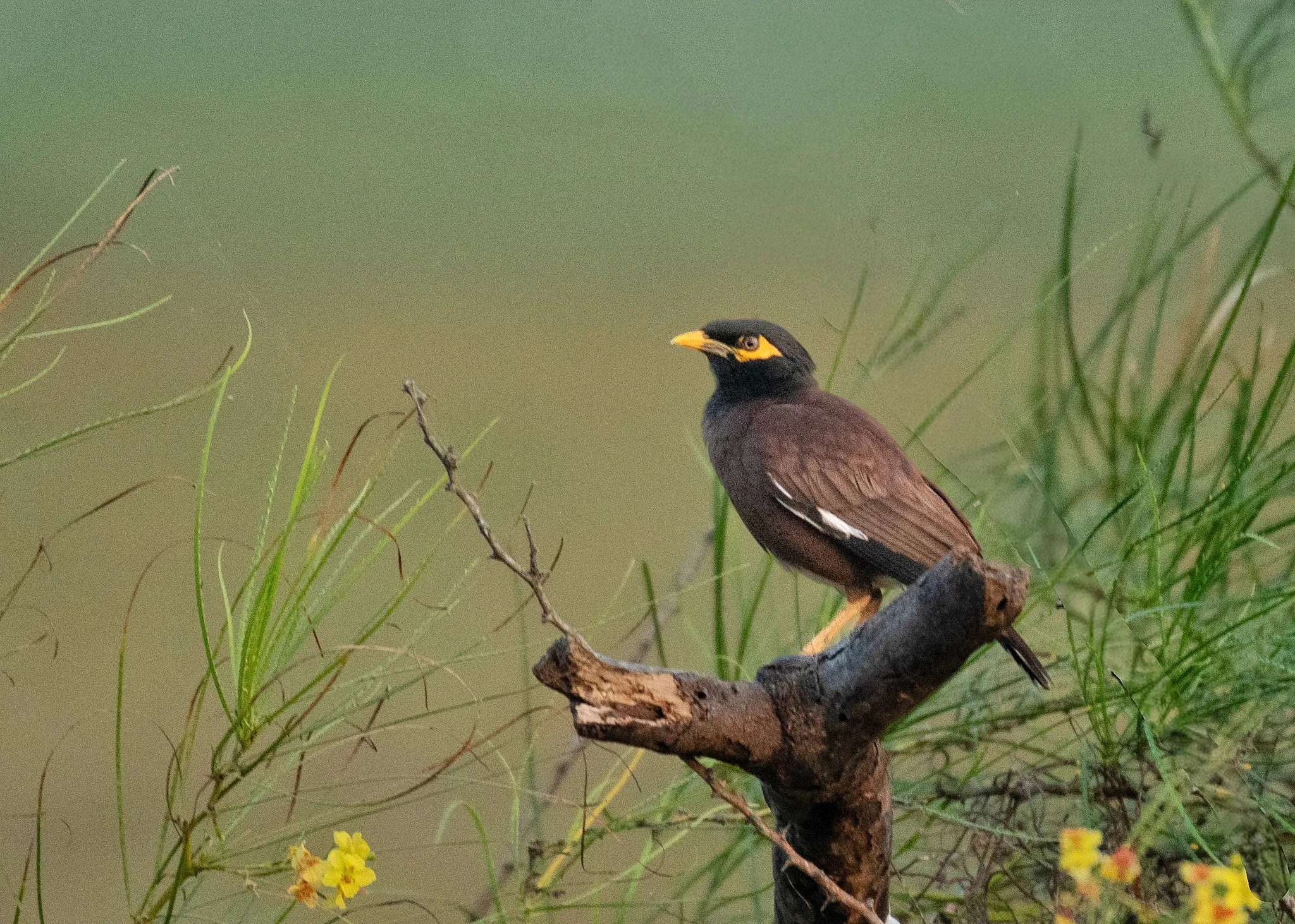 Common myna